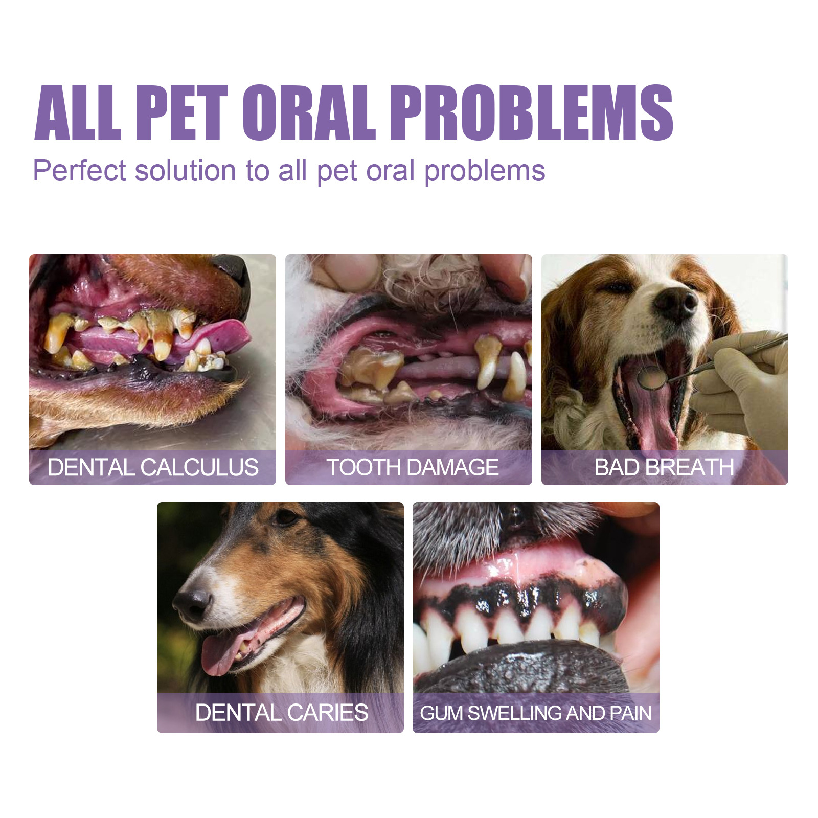Pet Oral Repair Gel Puppy Tart - Teeth Whitening From Home recensie en prijs